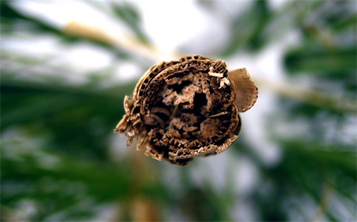 飞车现象是什么意思，什么是柴油机中出现的飞车现象